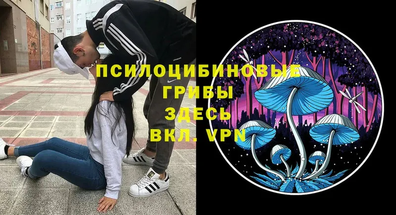 Псилоцибиновые грибы Psilocybe  закладки  omg маркетплейс  Курлово 